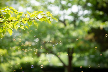 森の中のシャボン玉