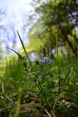 medicinal plant Veronica chamaedrys in spring