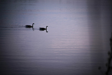 Geese on a lake