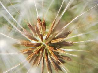 Inside a fluffy dandelion in close-up