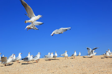 flock of seagulls on the sea sandy coast