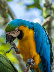 Portrait of blue-and-yellow macaw (Ara ararauna) sitting on a branch and brushing. This parrots inhabits forest, woodland and savannah of tropical South America.
