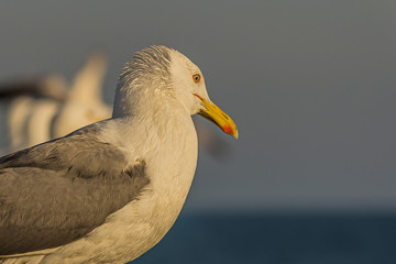 The Caspian gull (Larus cachinnans) is a large gull and a member of the herring and lesser black-backed gull complex. The Caspian gull breeds around the Black and Caspian Seas.