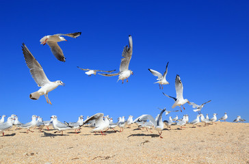 flock of young seagulls