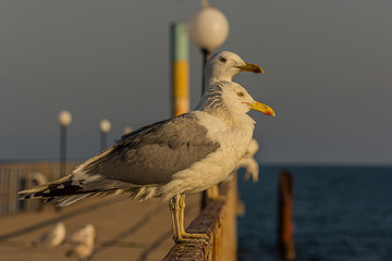The Caspian gull (Larus cachinnans) is a large gull and a member of the herring and lesser black-backed gull complex. The Caspian gull breeds around the Black and Caspian Seas.