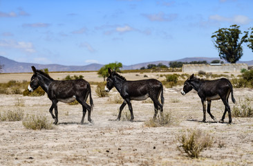 herd of donkeys