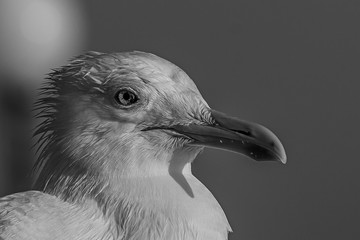 The Caspian gull (Larus cachinnans) is a large gull and a member of the herring and lesser black-backed gull complex. The Caspian gull breeds around the Black and Caspian Seas.