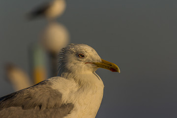 The Caspian gull (Larus cachinnans) is a large gull and a member of the herring and lesser black-backed gull complex. The Caspian gull breeds around the Black and Caspian Seas.