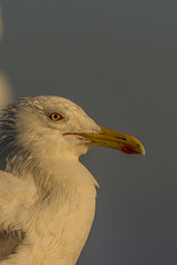 The Caspian gull (Larus cachinnans) is a large gull and a member of the herring and lesser black-backed gull complex. The Caspian gull breeds around the Black and Caspian Seas.