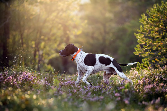 Dog english pointer