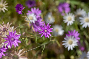 Fototapeta premium Xeranthemum annuum white and violet immortelle flowers in bloom, group of flowering plants in the garden