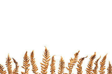 Autumn Background With Dry Fern - 372230923