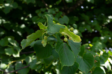green leaves and seeds of a linden tree