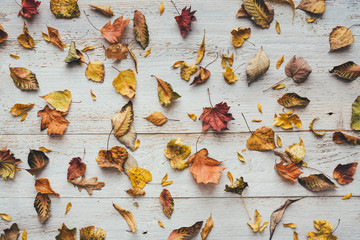 Autumn Leaves On White Wooden Planks - 372231197