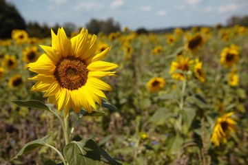Sunflowers