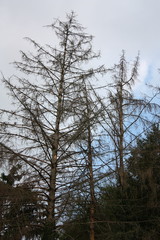 Abgestorbene Tannen in der Natur bei Sonnenlicht und blauen Himmel