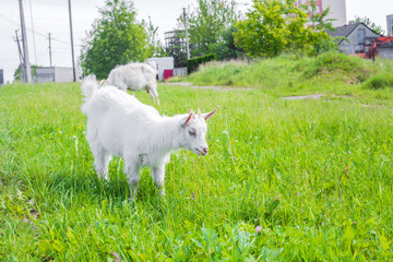 Obraz premium White goats family grazing at sunny pasture