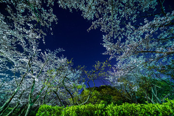 Fototapeta premium 夜桜と星空