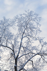 Trees covered in frost snow at winter