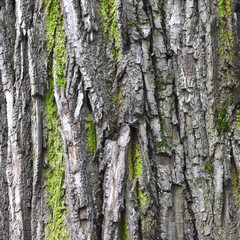 Obraz premium tree bark