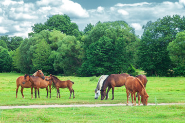 Naklejka na ściany i meble Herd of beauty wild horses and foal graze on green spring fields