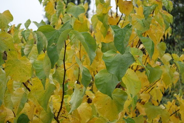 Leafage on branches of cercis canadensis in October