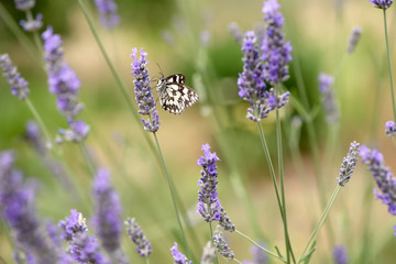 Butterfly Melanargia galathea on a lavender flower gathers nectar on a sunny summer day, spreading its wings