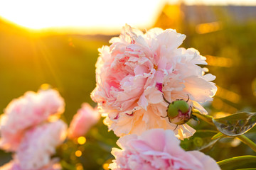 Bright summer field of blooming colorful peonies flowers at sunset. Natural beautiful summer background. Blurred background, selective focus.
