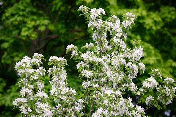 Beautiful apple tree flowering in city park
