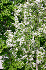 Beautiful apple tree flowering in city park