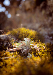 Macro in tafi del valle argentina 