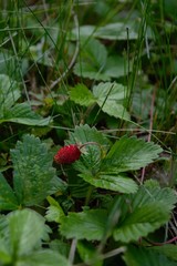 single wild strawberry in the forest