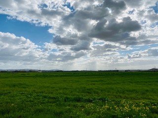 green grass and blue sky