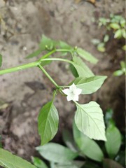 green pepper plant