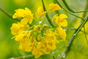 マクロな世界の菜の花
