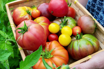Colorful tomatoes of different sizes and kinds in the garden