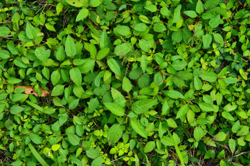 Pattern formed from leaves of different plants
