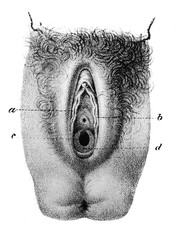 Structure of vagina in the old book Atlas Abildungen by D. W. Busch, Berlin, 1841