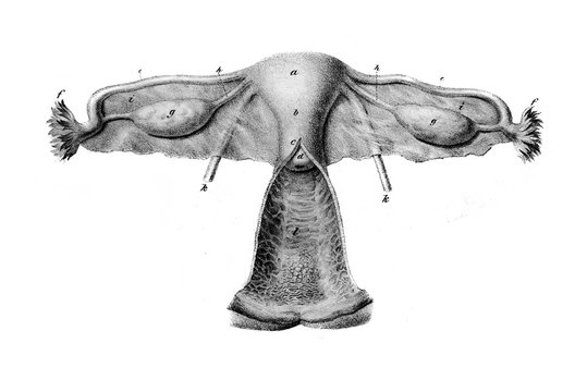 The illustration of genitourinary system of woman (ovaries, uterine, vagina etc.) and viscera in section in the old book Atlas Abildungen by D. W. Busch, Berlin, 1841