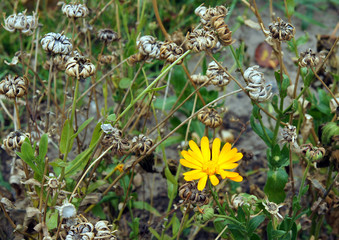 Calendula officinalis plants form many seeds