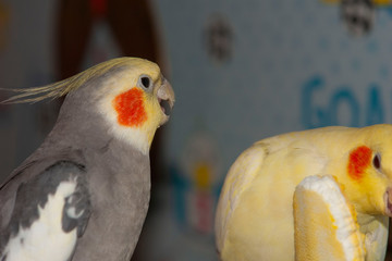 yellow and green parrot