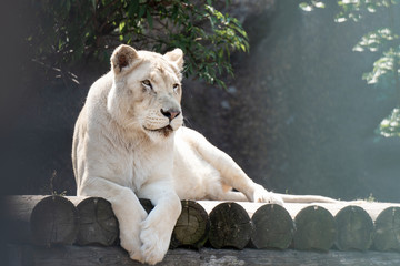A portrait of a lioness relaxing on grass in a park in Africa