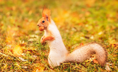 Red-gray squirrel hides nuts in the autumn park in the grass. Red gray squirrel portrait close up