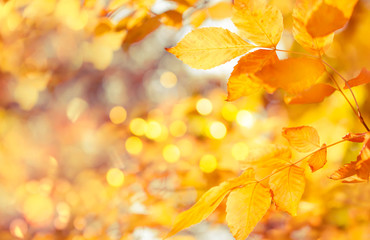 Naklejka na ściany i meble Autumn natural bokeh background with yellow leaves and golden sun lights, fall nature landscape