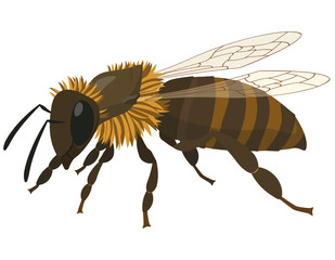 Bee side view. Insect in cartoon style.