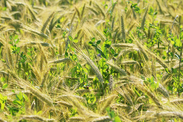 A field with ripe ears in Baden-Wuerttemberg, Germany