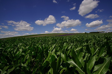 corn field and blue sky