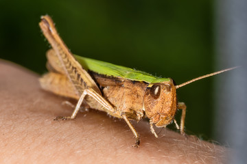 Grasshopper held by human hand. Grasshopper closeup on human hand 