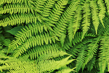 Background from green leaves of fern. Summer time.