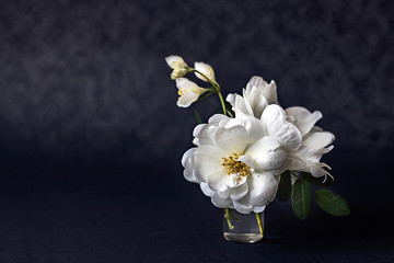 Vase with blooming white dogrose and a sprig of jasmine on a black background